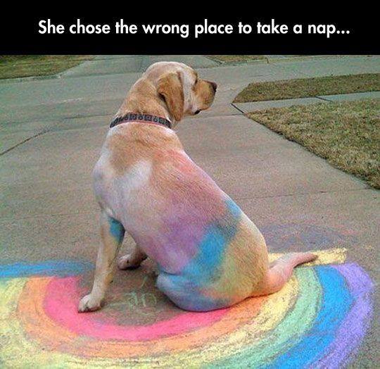 It’s a Rainbow Labrador
Chalk drawings….an occupational hazard when you are the family pet :)