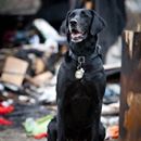 San Antonio Arson Dog is on her way to Hollywood for AHA Hero Dog Award #GreatIdea