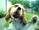 Do you get this look from your dog?  When they are just so happy to see you, they squash their face against the window ;)