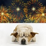 Is your dog afraid of fireworks? What will you do to help your canine with July 4 celebrations. We've listed some tips below, do you have