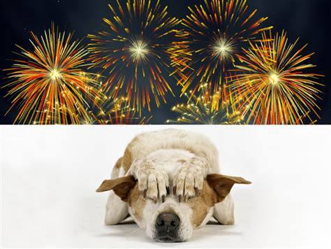 Is your dog afraid of fireworks? What will you do to help your canine with July 4 celebrations. We’ve listed some tips below, do you have