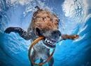 Seth Casteel has a new book out called “Underwater Puppies” – we’re sure you’ll recognise his fantastic photography :)