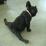 Ouch!!! Have you seen a dog do this before?