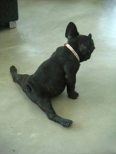 Ouch!!! Have you seen a dog do this before?