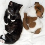 Photos of a puppy and kitten who think they're sistersClick on the below link for cuteness!