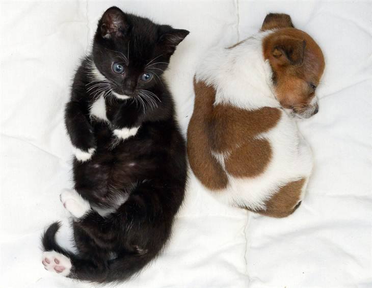 Photos of a puppy and kitten who think they’re sistersClick on the below link for cuteness!