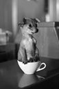 It’s a pup in a cup !!!