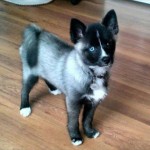 Have you heard of this cross breed - a Pomsky?
Which breeds do you think are involved?