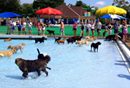 A Doggie Swim Day! It's where the local swimming pools allow you to take your pup for a dip. Has anyone participated in one of these in