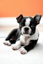 Did u know that Boston Terriers are one of the top 5 longest living dog breeds? #random