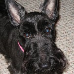 Alright, Dogfancast fans! It's time for a puppy pun:
How did the little Scottish Terrier feel when he saw a monster??

Tomorrow's first