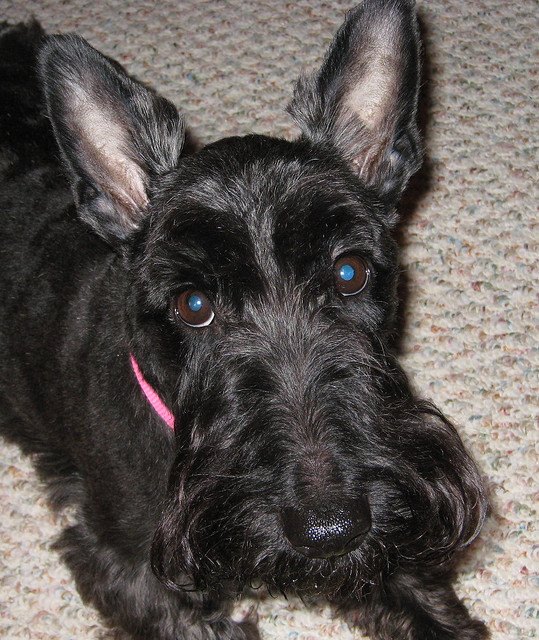 Alright, Dogfancast fans! It’s time for a puppy pun:
How did the little Scottish Terrier feel when he saw a monster??

Tomorrow’s first