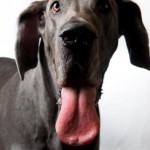 George the Giant Great Dane, who held the Guinness World Record for World’s Tallest Dog for more than two years, passed away this week.