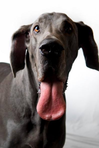 George the Giant Great Dane, who held the Guinness World Record for World’s Tallest Dog for more than two years, passed away this week.