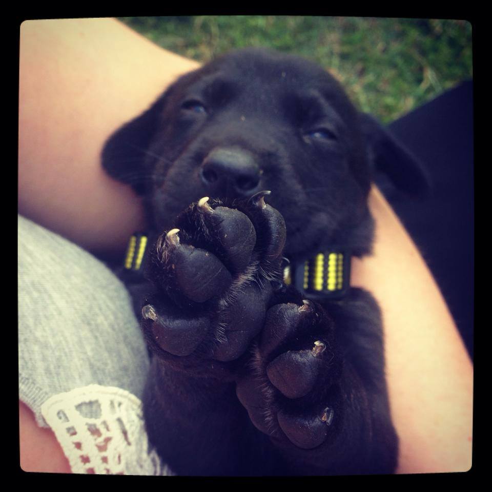 Two words: <3 Puppy Paws <3