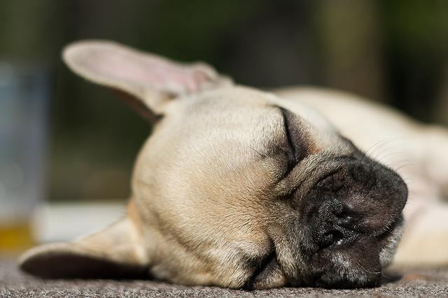 There’s just nothin’ like a Saturday afternoon nap. Aaahhhh….