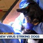 There's a deadly, unidentified dog virus striking the midwest ... be aware of the symptoms and get the word out: