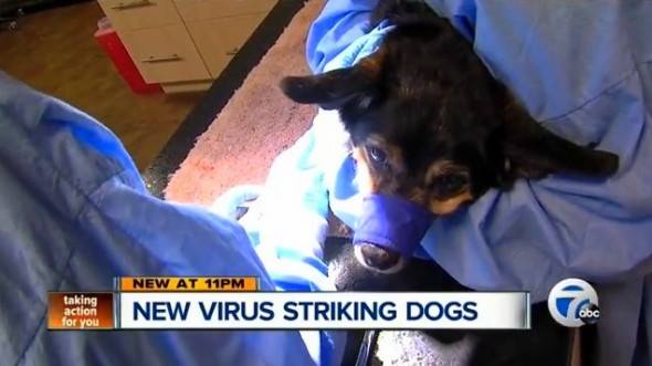 There’s a deadly, unidentified dog virus striking the midwest … be aware of the symptoms and get the word out: