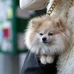 Fans, what are your thoughts on puppies in purses? For those of you with smaller dogs, would you/do you ever tote them in your handbag??