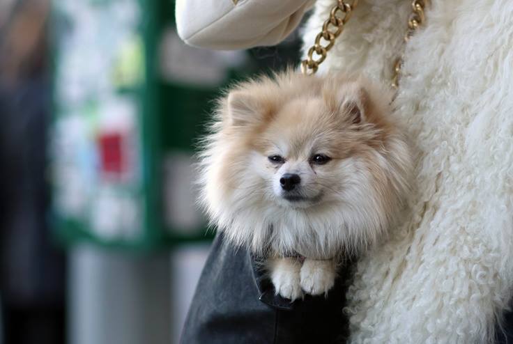 Fans, what are your thoughts on puppies in purses? For those of you with smaller dogs, would you/do you ever tote them in your handbag??