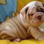 ...but we're still young at heart ;) 
Here are some of the wrinkliest dog breeds.