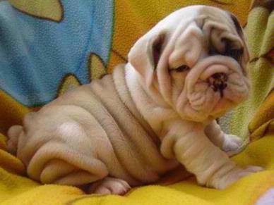 …but we’re still young at heart ;) 
Here are some of the wrinkliest dog breeds.