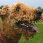 Terriers, despite how much they vary in shape, size, and coat, are all best identified by their distinctive, FEISTY personalities! Some even