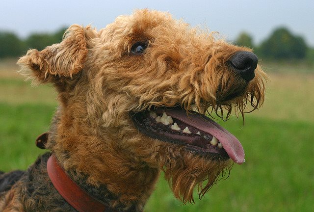 Terriers, despite how much they vary in shape, size, and coat, are all best identified by their distinctive, FEISTY personalities! Some even