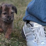 Back in February Garby, then just a 6-week-old puppy, was rescued SECONDS before a garbage truck crushed him to death. Garby's savior was