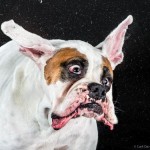 What would our dogs' faces look like if we could catch them mid-shake? Well, photographer Carli Davidson has just released a new book full