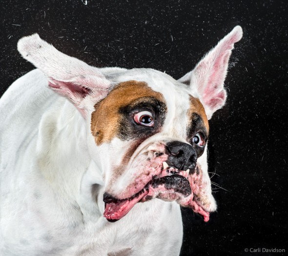 What would our dogs’ faces look like if we could catch them mid-shake? Well, photographer Carli Davidson has just released a new book full