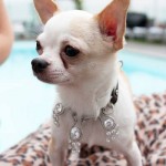 The Amour Amour Diamond Dog Collar is the world's most expensive collar with mind-blowing $3.2 million price tag. Once dubbed “the Bugatti