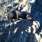 Andi Davis was out for a hike on an abandoned trail in the Arizona mountains when she came across a dog very close to death. It was a pit