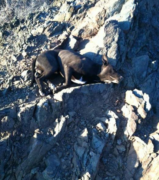 Andi Davis was out for a hike on an abandoned trail in the Arizona mountains when she came across a dog very close to death. It was a pit