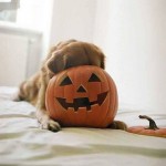 Wishing a safe, happy Halloween to dog lovers everywhere! ... Don't eat too much candy ;)