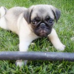 If we have any PUG lovers out there, here's all the details you ever needed to know about this petite, precious breed: http://bit.ly/1bCCCRL