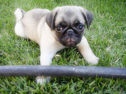 If we have any PUG lovers out there, here’s all the details you ever needed to know about this petite, precious breed: http://bit.ly/1bCCCRL