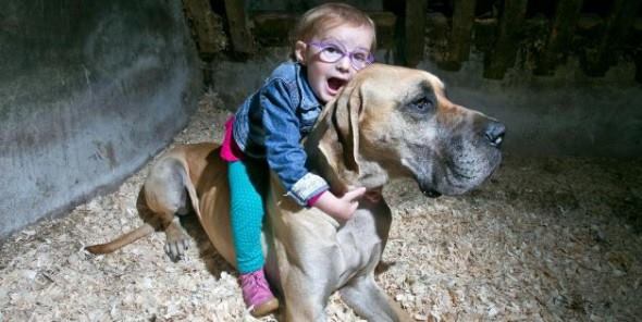 Although Charlie, a two-year-old Great Dane, wasn’t trained as a service dog, he has taken on the responsibility to serve Brianna, the