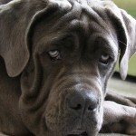 Here are 15 absolutely fascinating facts about Mastiffs, from the Argentinian to the Neapolitan to the Tibetan ....