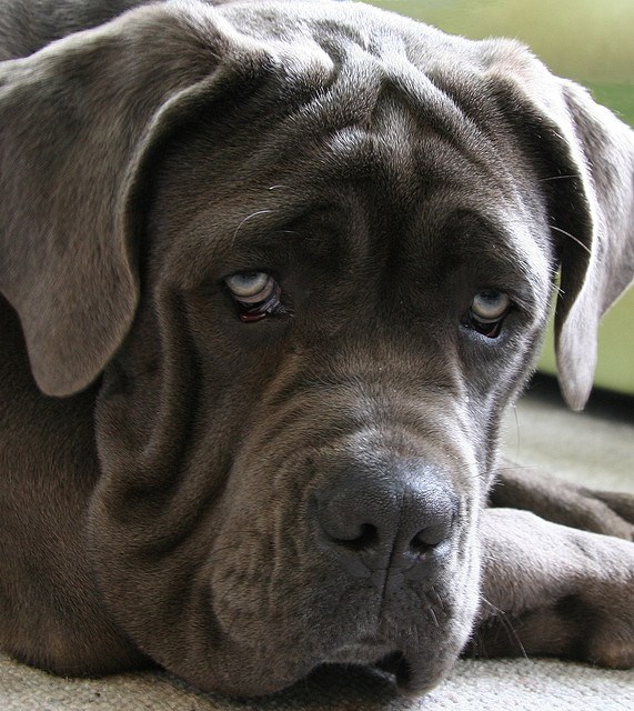 Here are 15 absolutely fascinating facts about Mastiffs, from the Argentinian to the Neapolitan to the Tibetan ….