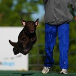 Check out the top 10 dog sports, from dock diving to earth-dog trials ... these are REALLY cool to read about: