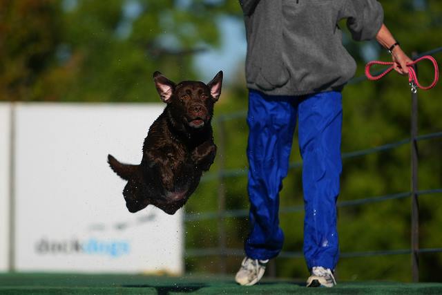 Check out the top 10 dog sports, from dock diving to earth-dog trials … these are REALLY cool to read about: