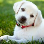 Dog psychology 101 ... Check out this AWESOME infographic: http://www.montrealdogblog.com/18132/psychology-dogs/ Everything you ever wanted