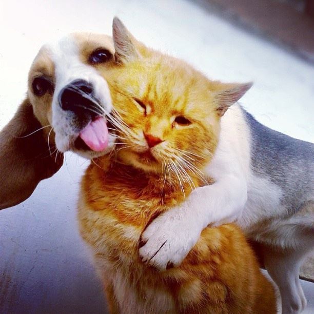 <3 Love ... It knows no boundaries! <3

Does your pup have any feline friends?!!