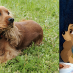 Did you know: Lady from Disney's Lady and the Tramp was an American Cocker Spaniel? Can you tell?!