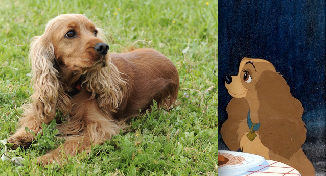 Did you know: Lady from Disney’s Lady and the Tramp was an American Cocker Spaniel? Can you tell?!