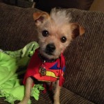 Stanley IS Superman .... What's your pup going to be for Halloween??! 
Share with us - let's get some amazing pup costume ideas out there!!