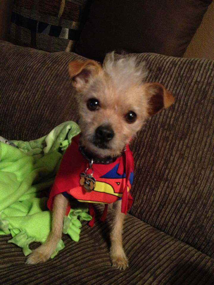 Stanley IS Superman …. What’s your pup going to be for Halloween??! 
Share with us – let’s get some amazing pup costume ideas out there!!