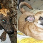 The MUST-read story of a Mexican stray dog's transformation from mangy, starving and unloved to happy, healthy and adored: