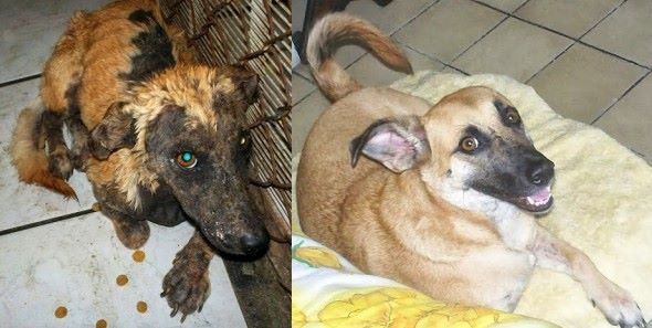 The MUST-read story of a Mexican stray dog’s transformation from mangy, starving and unloved to happy, healthy and adored: